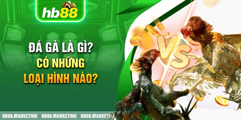 Đá gà là gì? Có những loại hình nào?