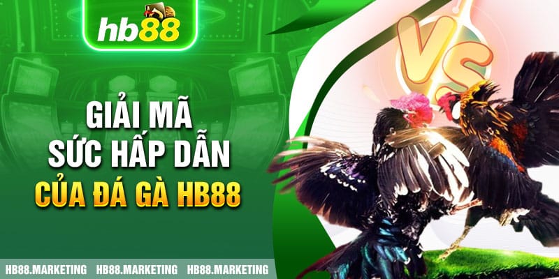 Giải mã sức hấp dẫn của đá gà HB88